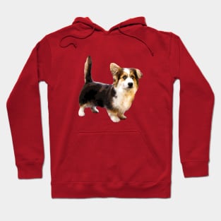 Cute Corgi Puppy Dog Hoodie